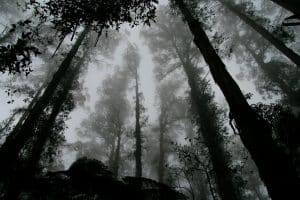 The Dark Side of Vegan Leather: Petrochemicals in Disguise