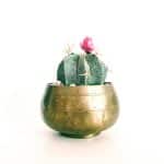 Why Smart Plant Sensors Improve Indoor Gardening