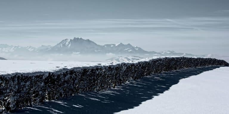 Forensic Genealogy: Solving Cold Cases with DNA Databases
