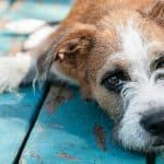 Top Features to Look for in Podcasting Equipment