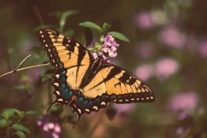 Y2K Revival: Why Butterfly Clips and Low-Rise Rule Again
