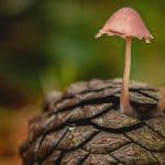 Mushroom Leather: The Future of Sustainable Accessories