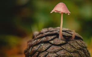 Mushroom Leather: The Future of Sustainable Accessories
