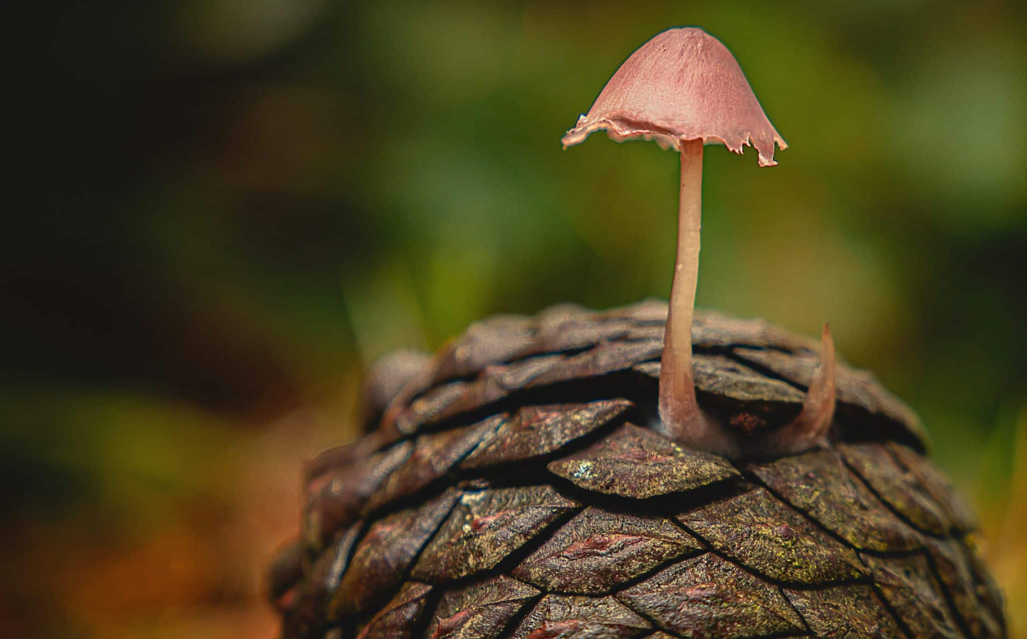 Mushroom Leather: The Future of Sustainable Accessories