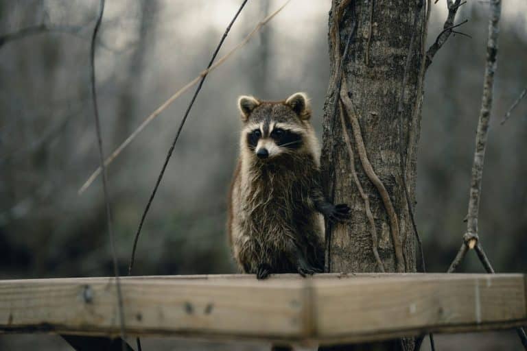 The Ultimate Guide to Psychological Resilience Through Global Wandering