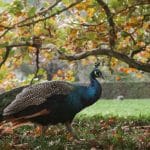 Wardrobe Celebrating Choices with Timeless Elegance